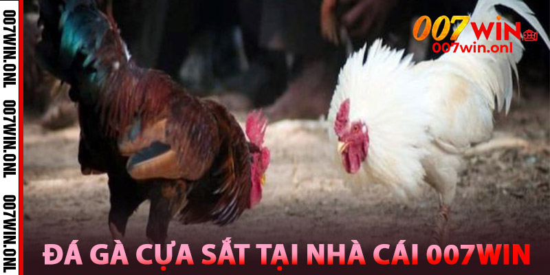 Đá Gà Cựa Sắt – So Găng Máu Lửa, Ăn Tiền Siêu Nhanh 1 Tìm Hiểu Về Đá Gà Cựa Sắt Tại Nhà Cái 007win